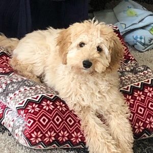 Meet your Posher, Kim